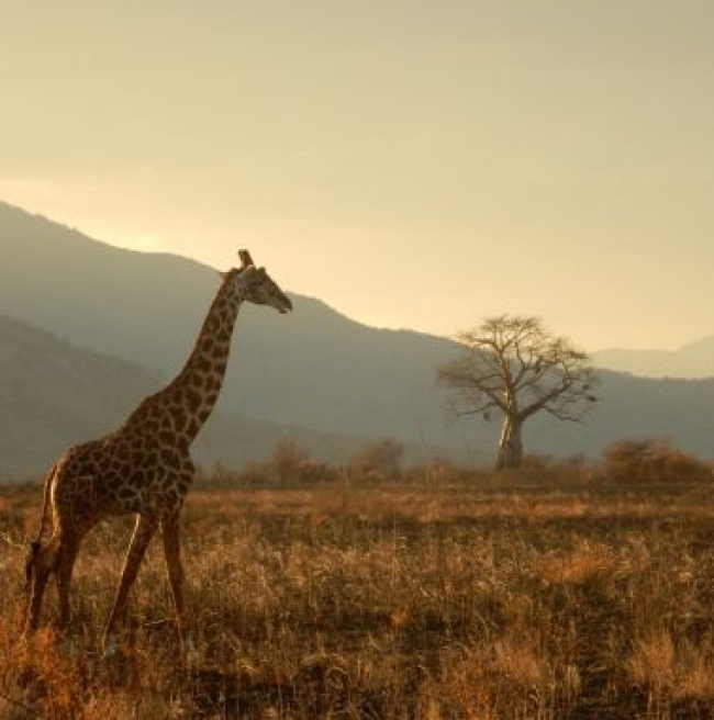 Kenia y Tanzania con Zanzibar